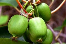 Kiwi berry
